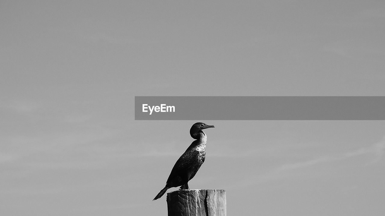 Bird perching on wooden post