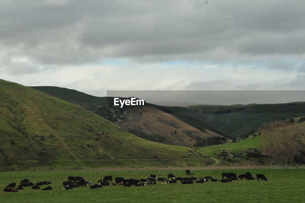 SCENIC VIEW OF GREEN LANDSCAPE AGAINST SKY