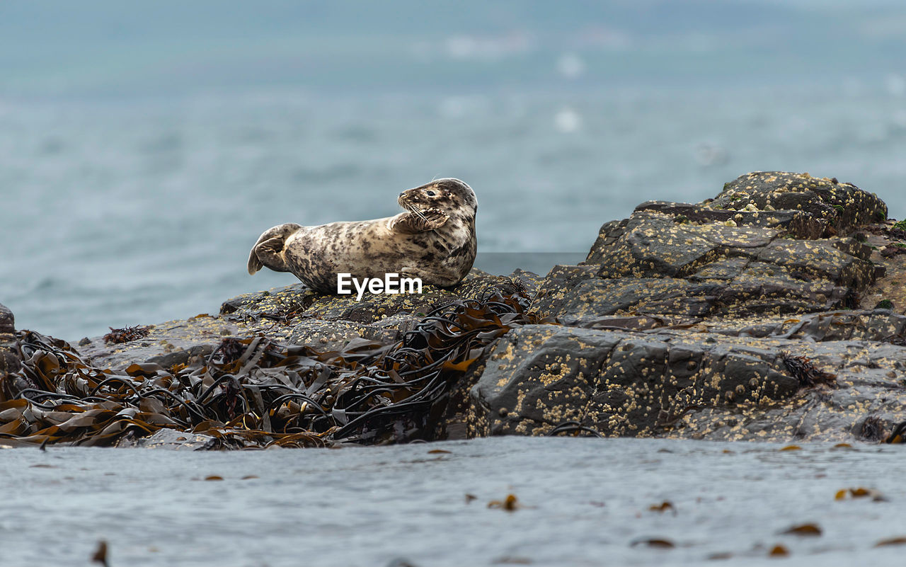 View of seal on rock at beach