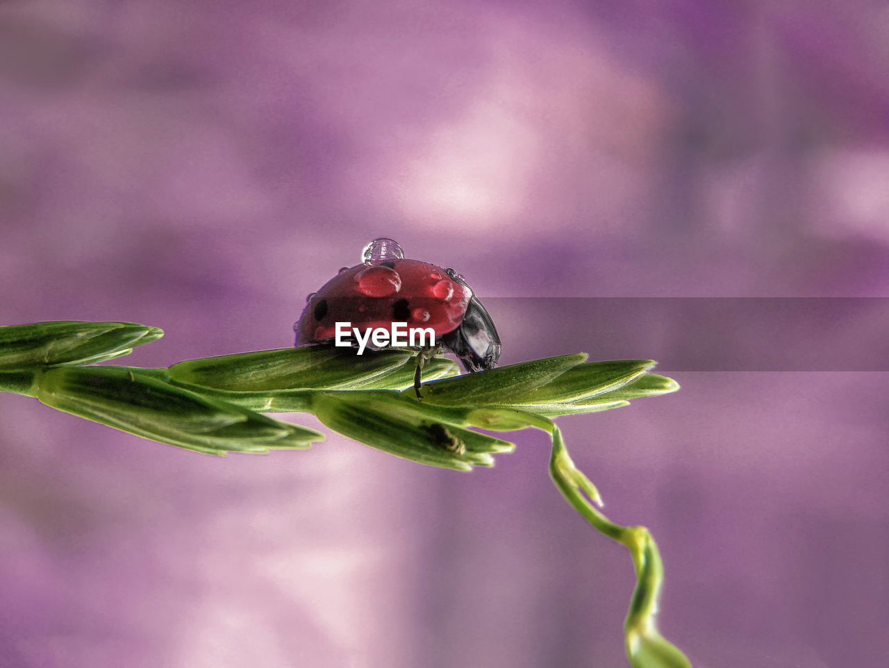 Close-up of insect on plant