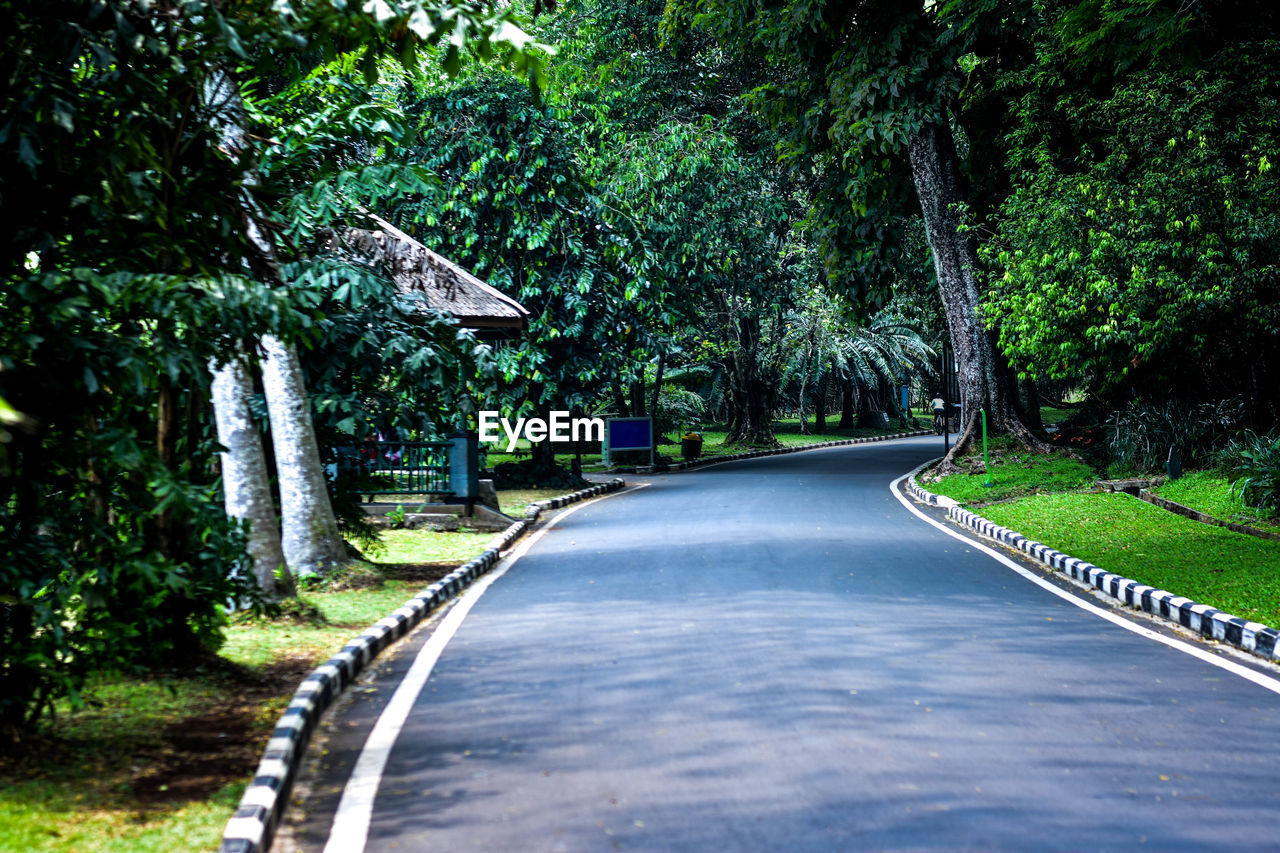 Empty road amidst trees in forest