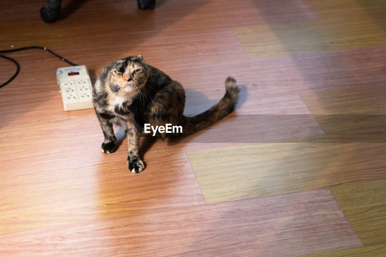 HIGH ANGLE VIEW OF A CAT ON WOODEN TABLE