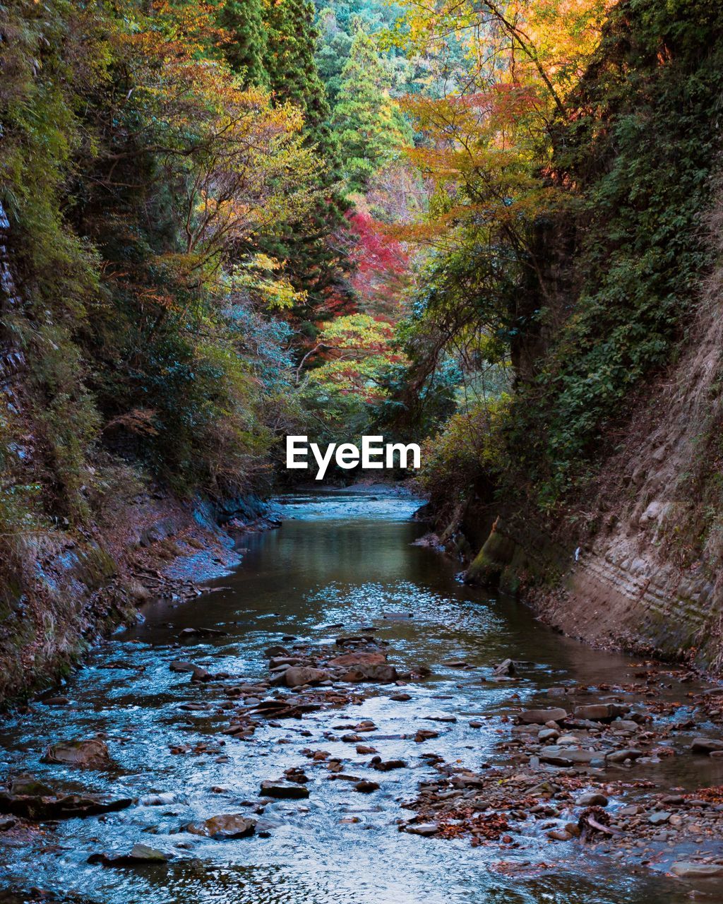 RIVER FLOWING AMIDST TREES IN FOREST