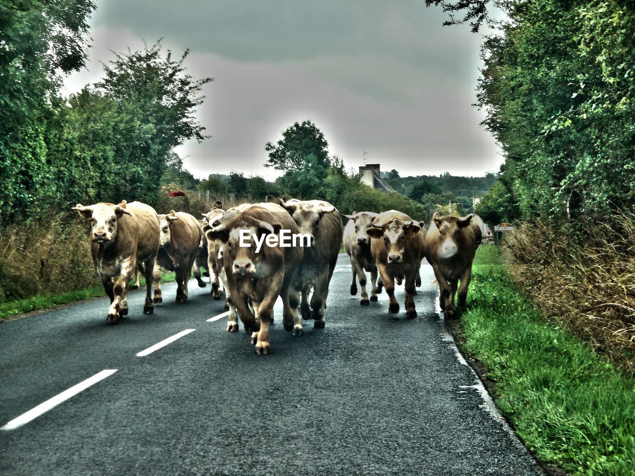 HORSES ON ROAD