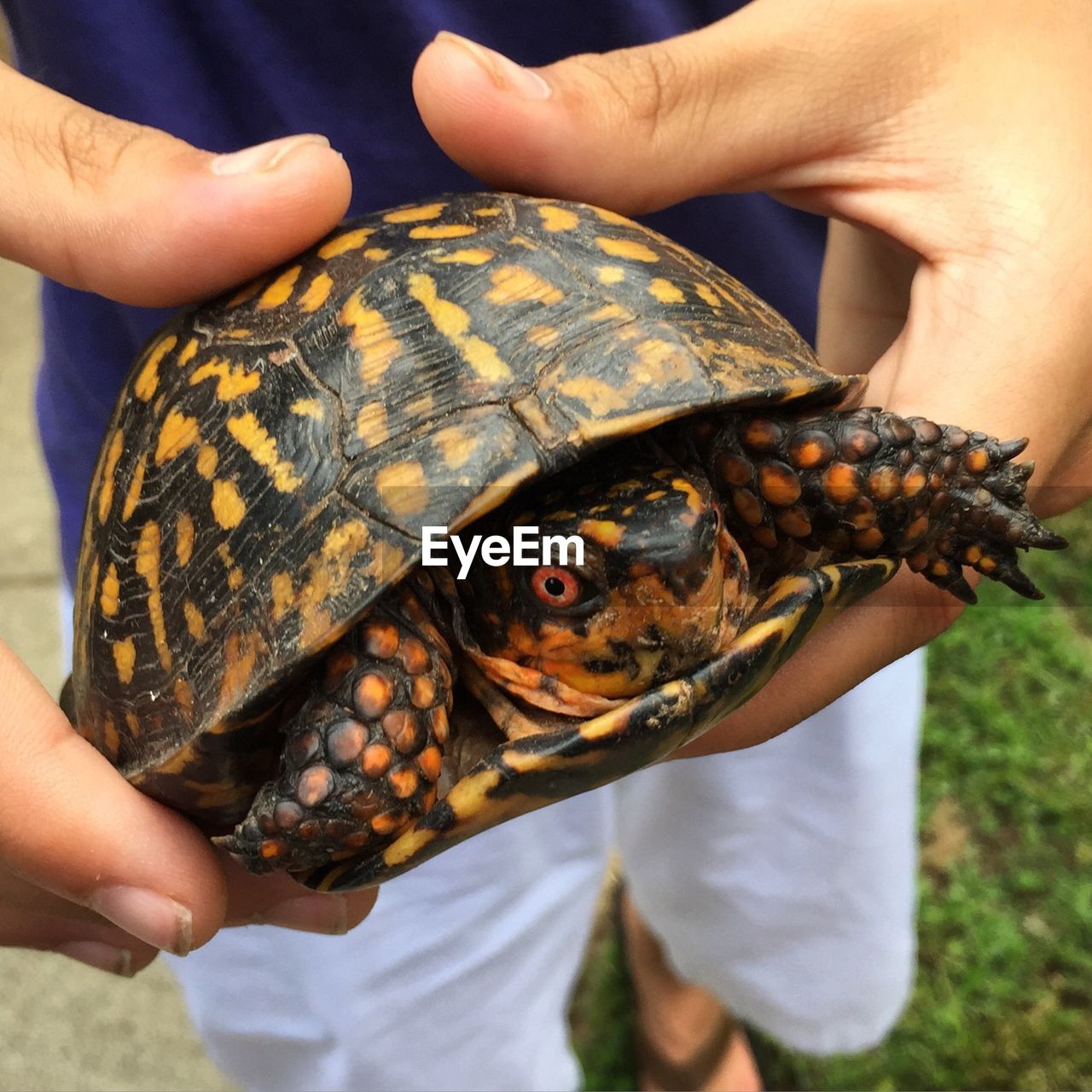 CLOSE-UP OF PERSON HAND HOLDING A TURTLE