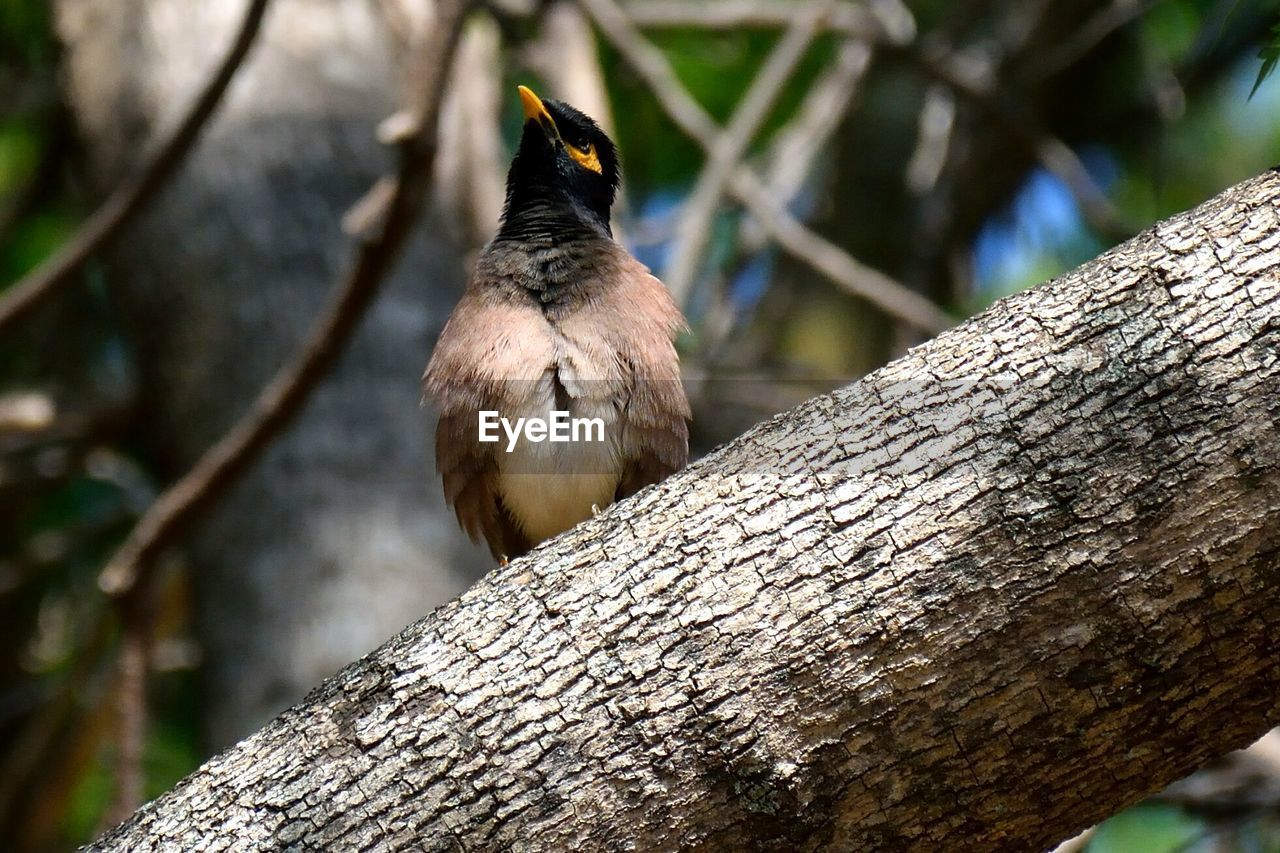 CLOSE-UP OF A BIRD PERCHING ON TREE