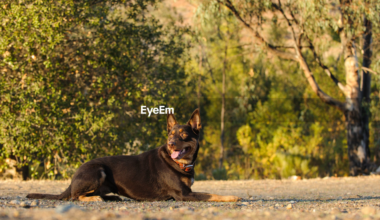 Dog sitting on land