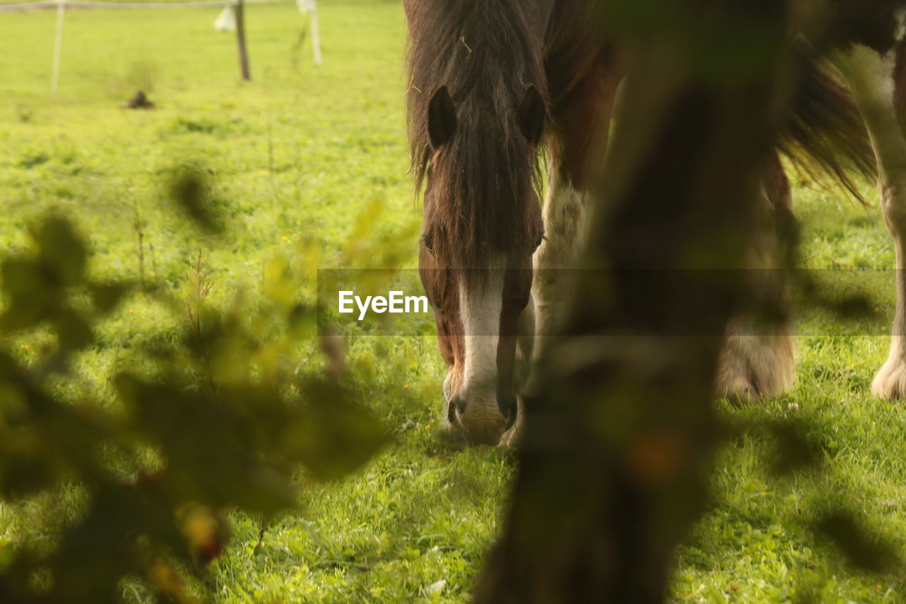 VIEW OF HORSE GRAZING