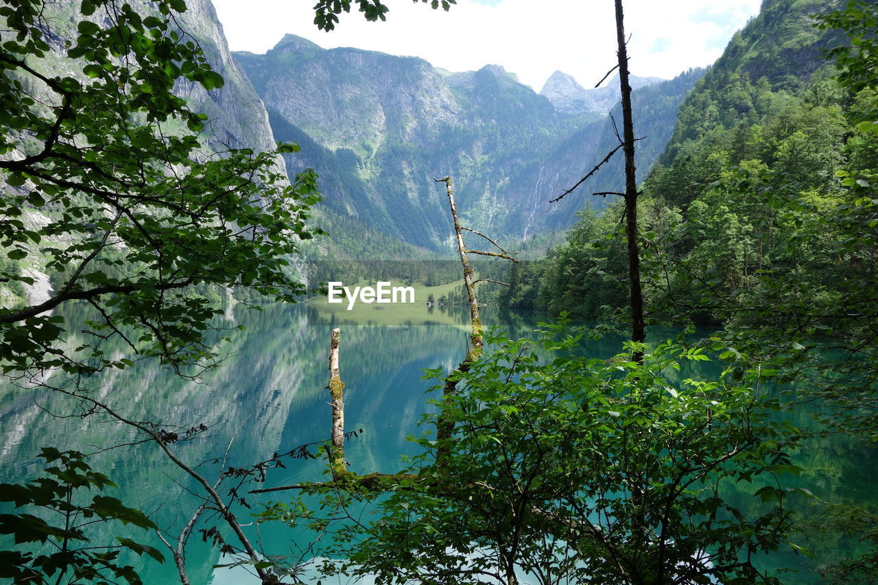 Trees against mountains on landscape