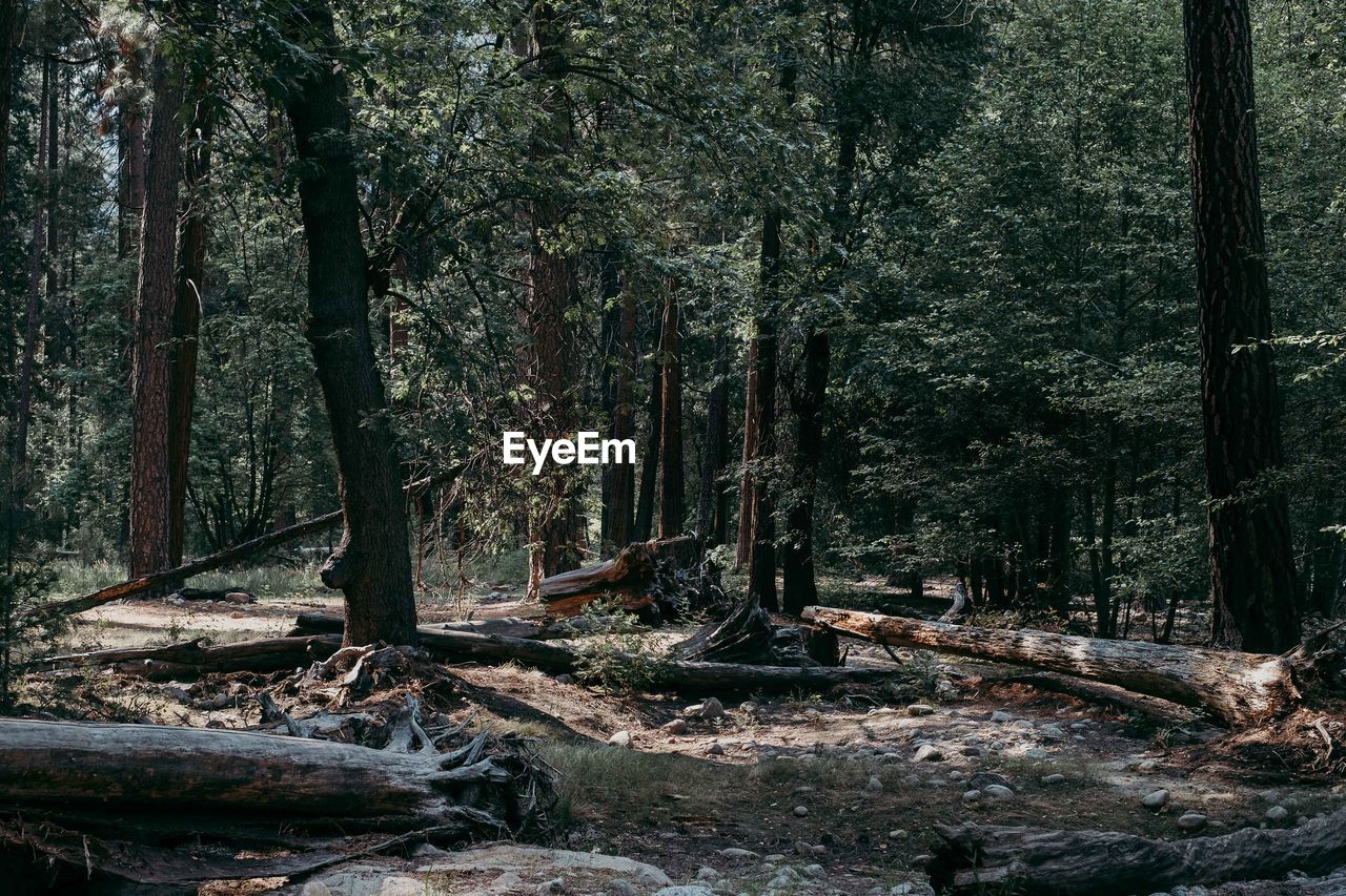 TREES GROWING IN FOREST