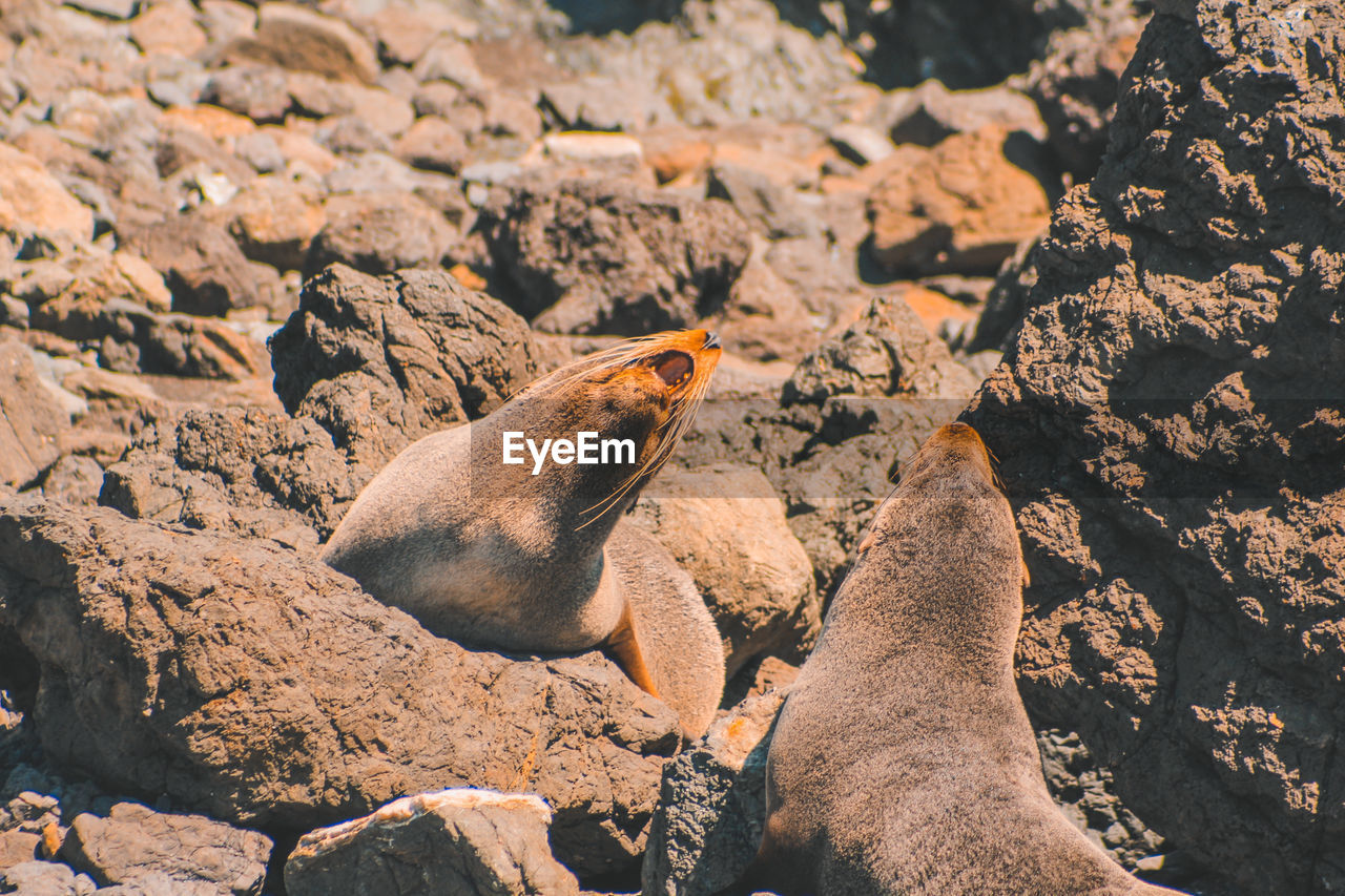 Close-up of seals on rocks at beach