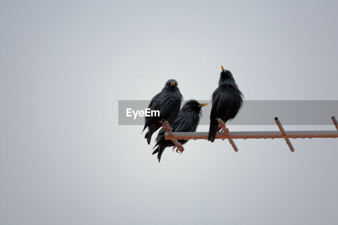 LOW ANGLE VIEW OF BIRDS PERCHING ON CABLE