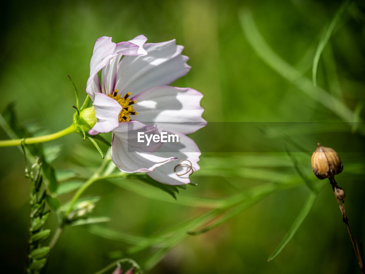 CLOSE-UP OF WHITE FLOWERS