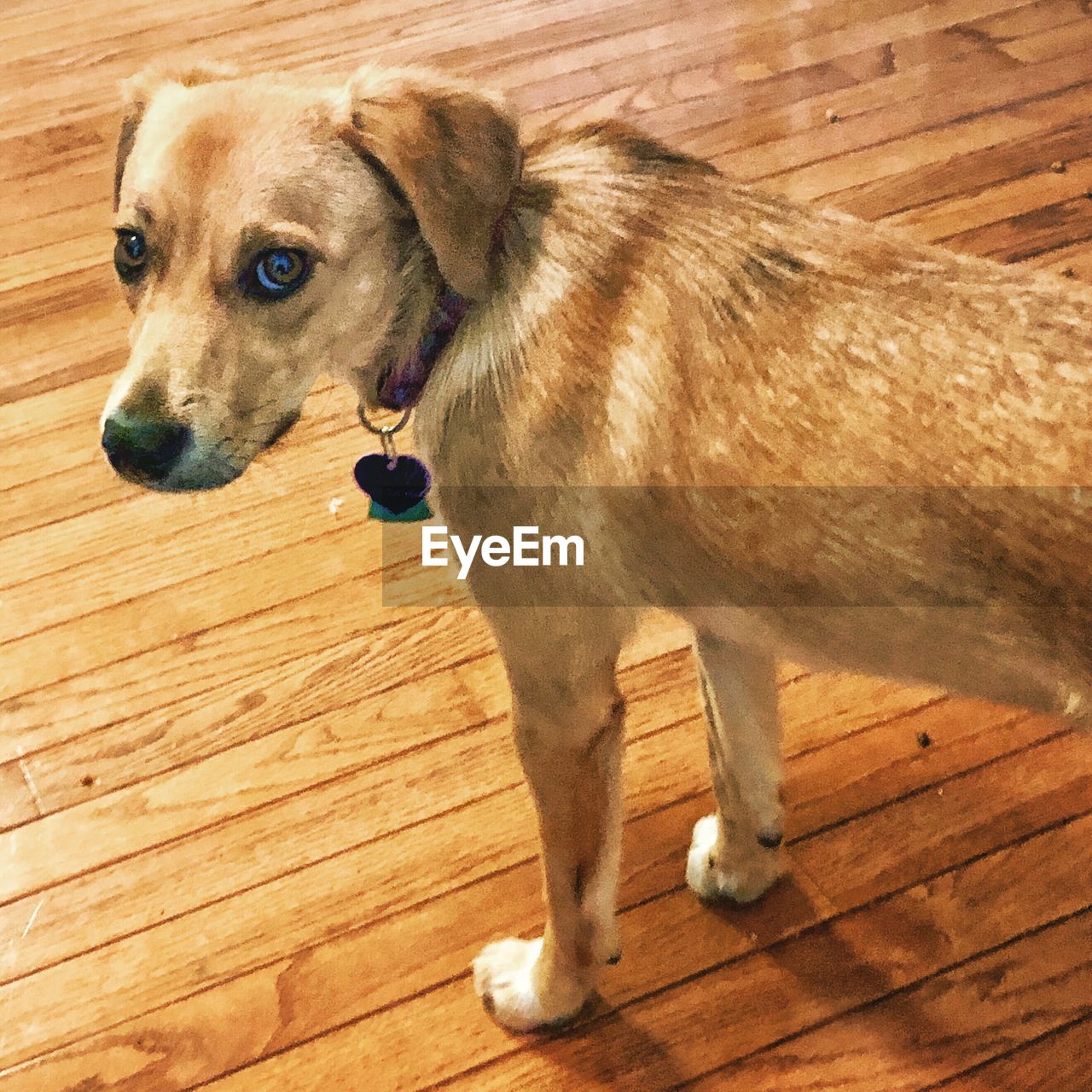 HIGH ANGLE VIEW OF DOG ON WOODEN FLOOR