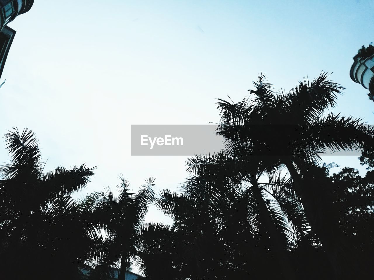 LOW ANGLE VIEW OF SILHOUETTE TREE AGAINST CLEAR SKY