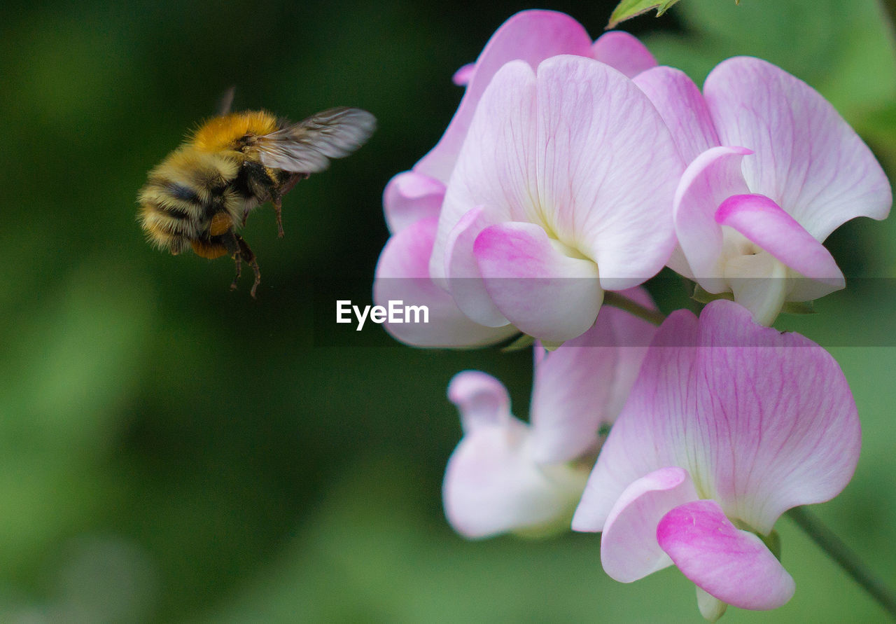 Close-up of bumblebee buzzing by pink flowers in park