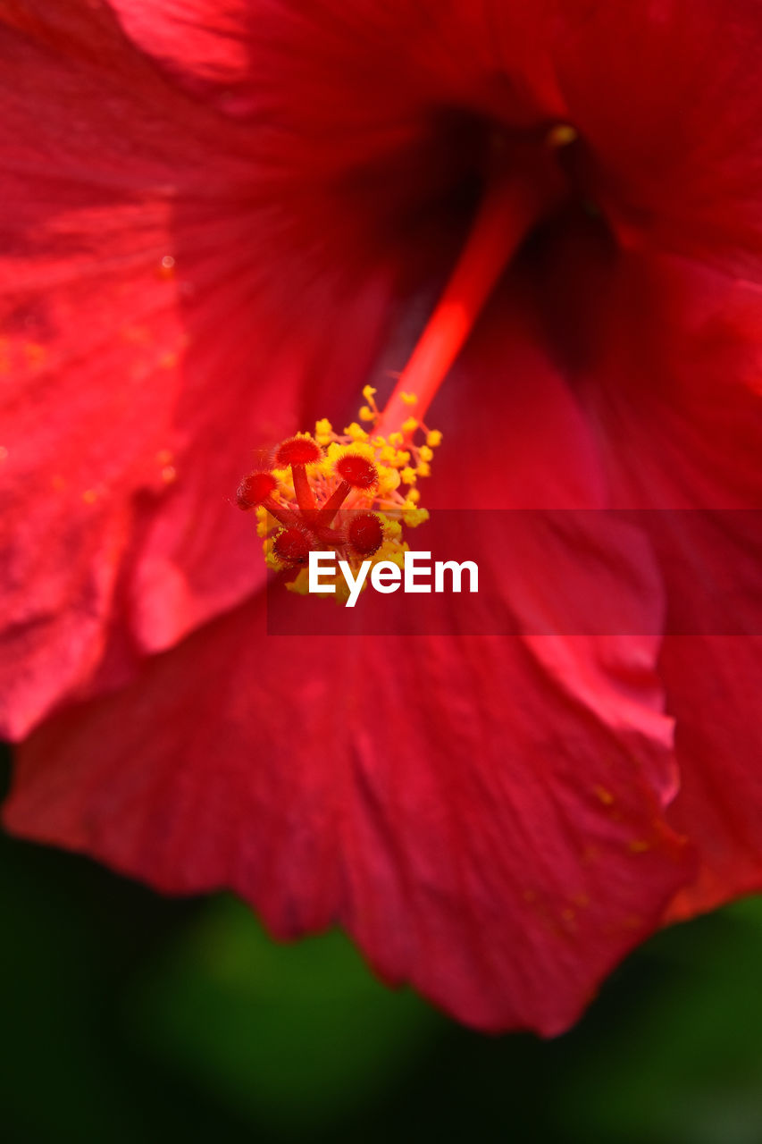 CLOSE-UP OF RED HIBISCUS WITH PINK FLOWER