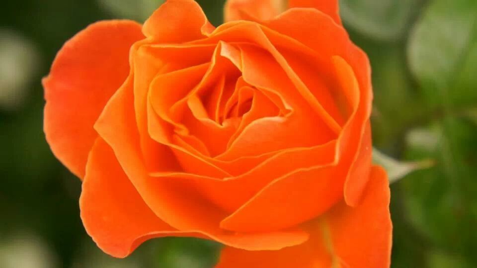 CLOSE-UP OF RED ROSES