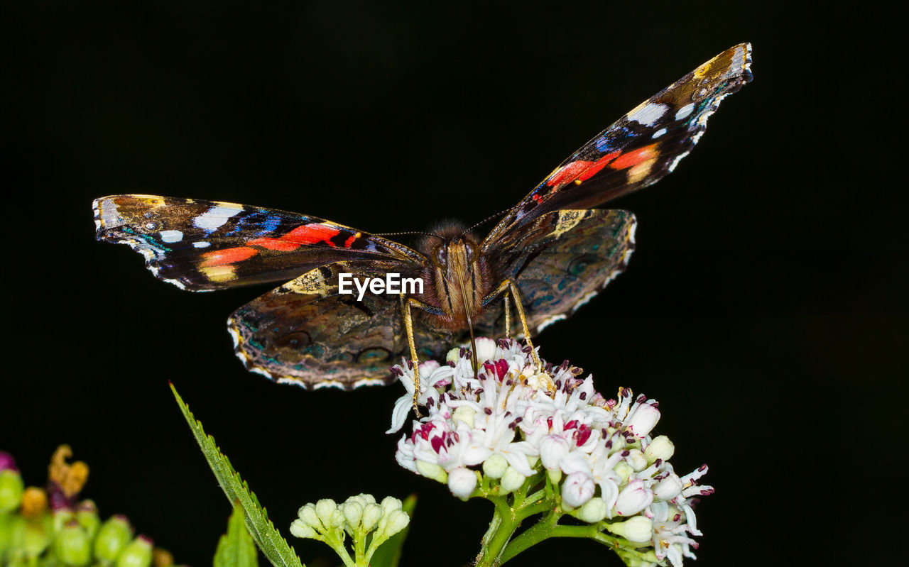 CLOSE-UP OF BUTTERFLY ON FLOWER