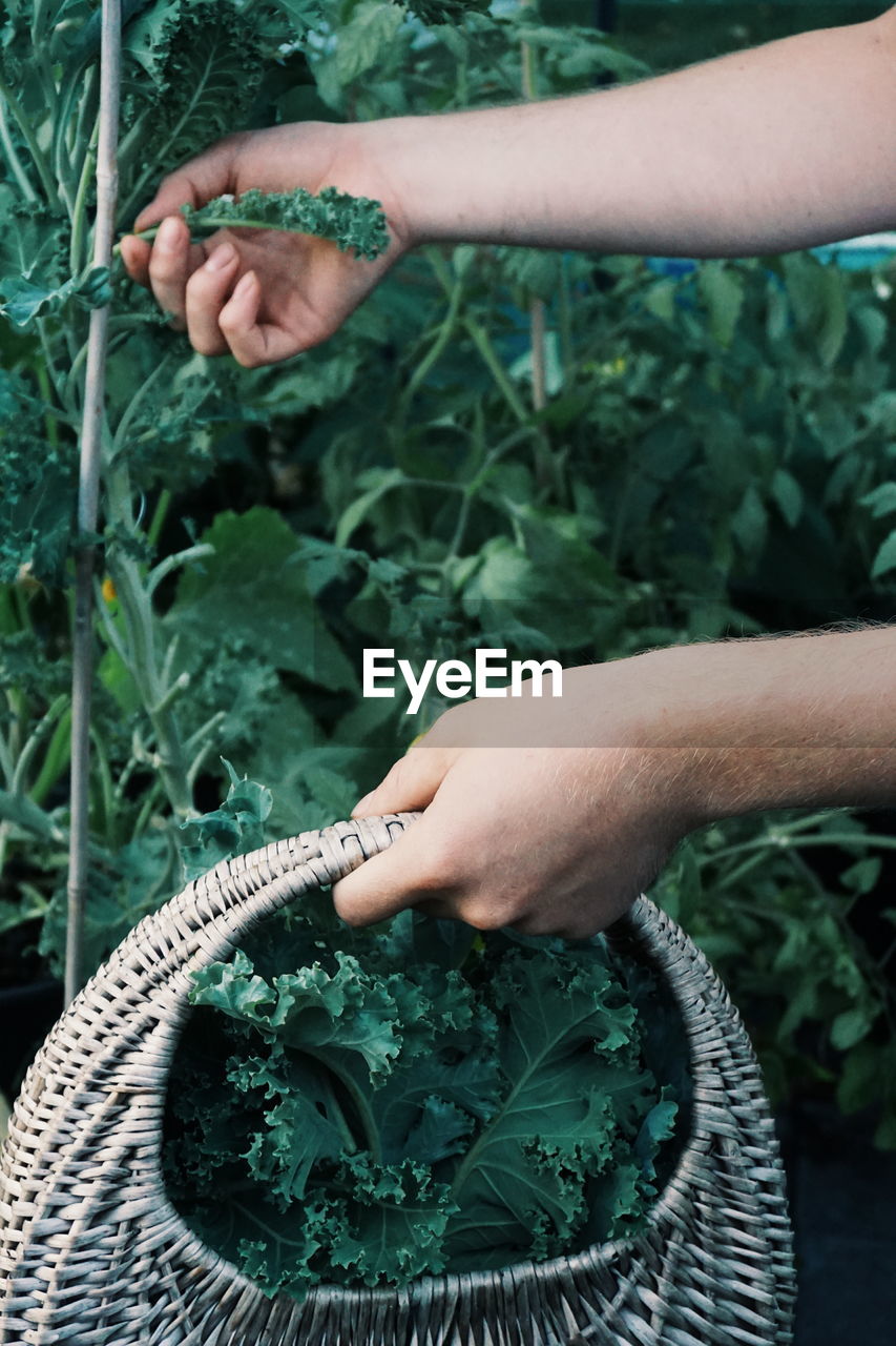 Cropped hands of woman holding basket while picking kale at vegetable garden