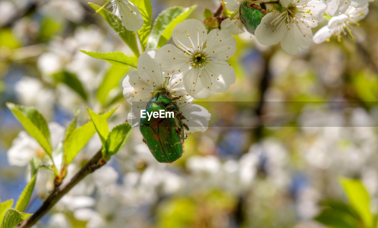 Close-up of bugs mating on white flower