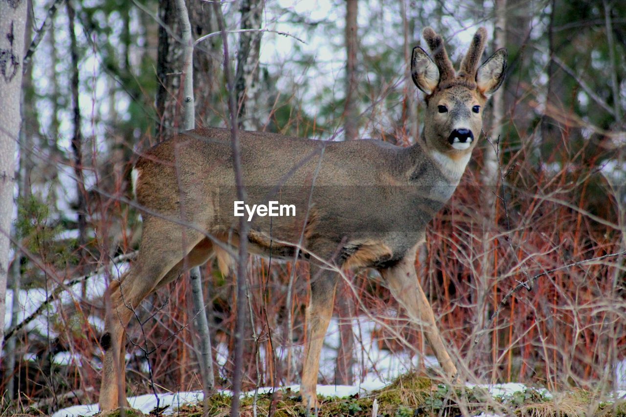 Portrait of deer at forest during winter