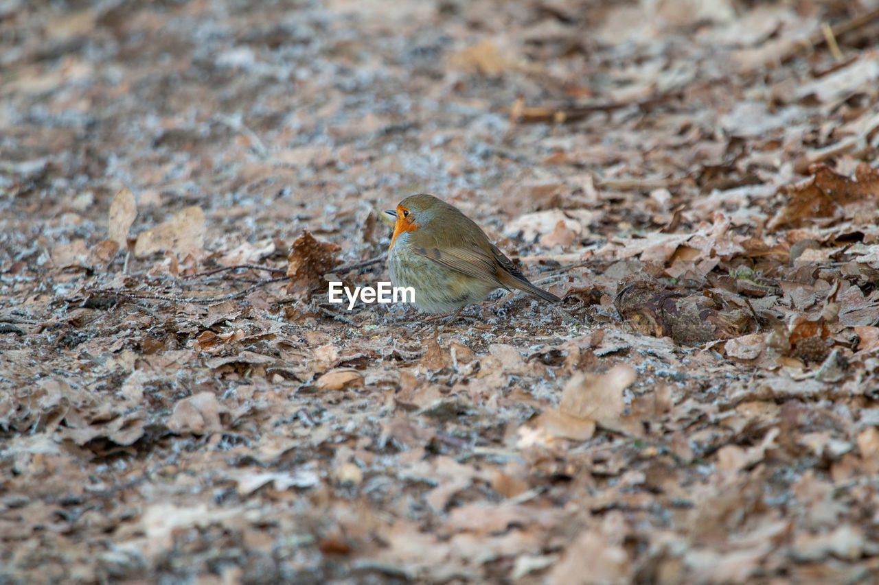 BIRD PERCHING ON A FIELD