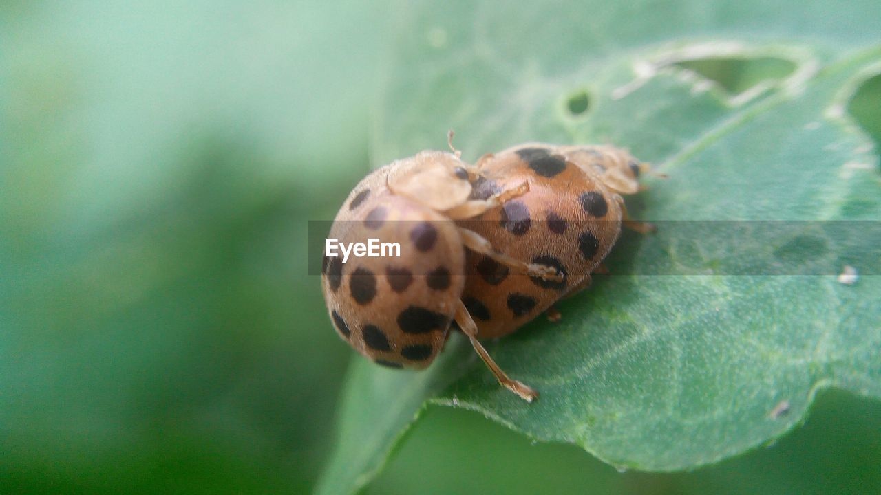 Close-up of insect on leaf