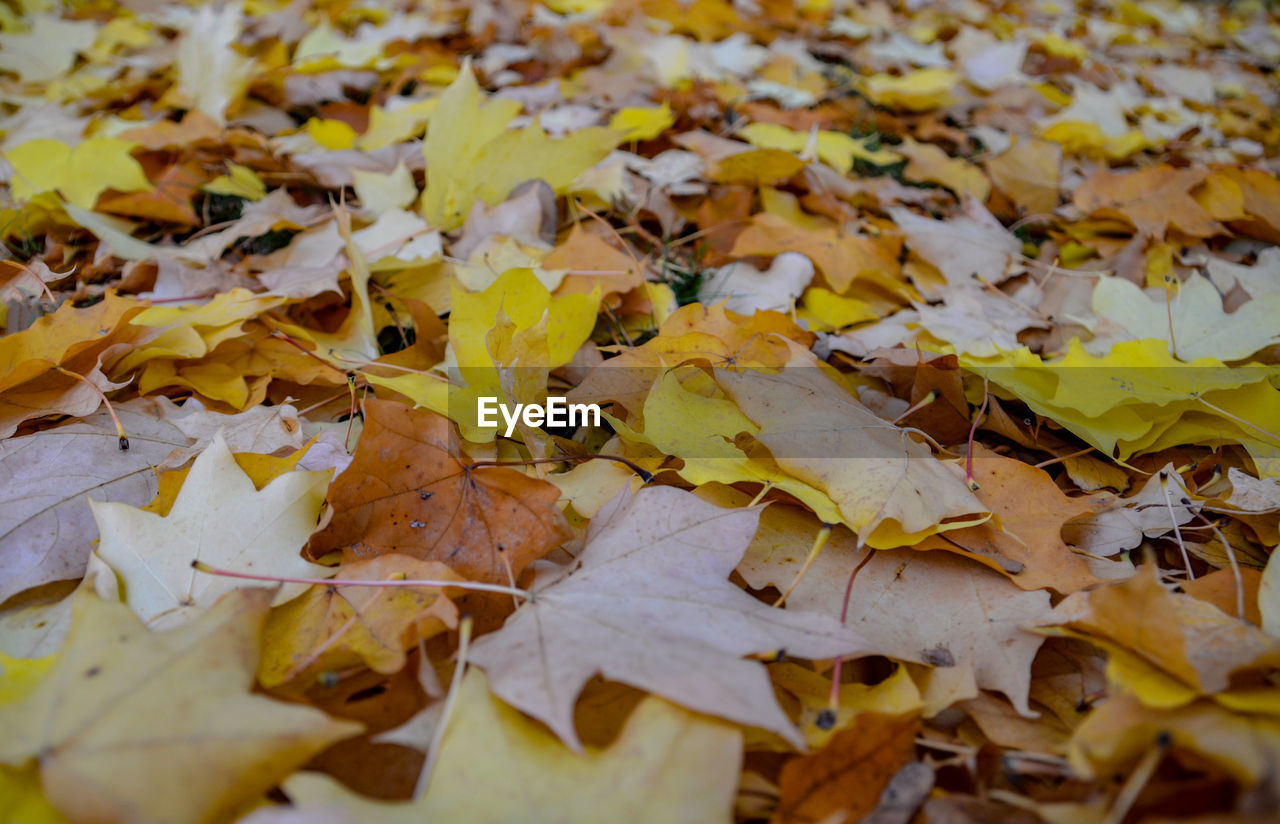 Full frame shot of autumnal leaves