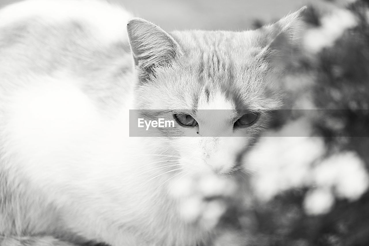 CLOSE-UP OF CAT LOOKING AWAY OUTDOORS