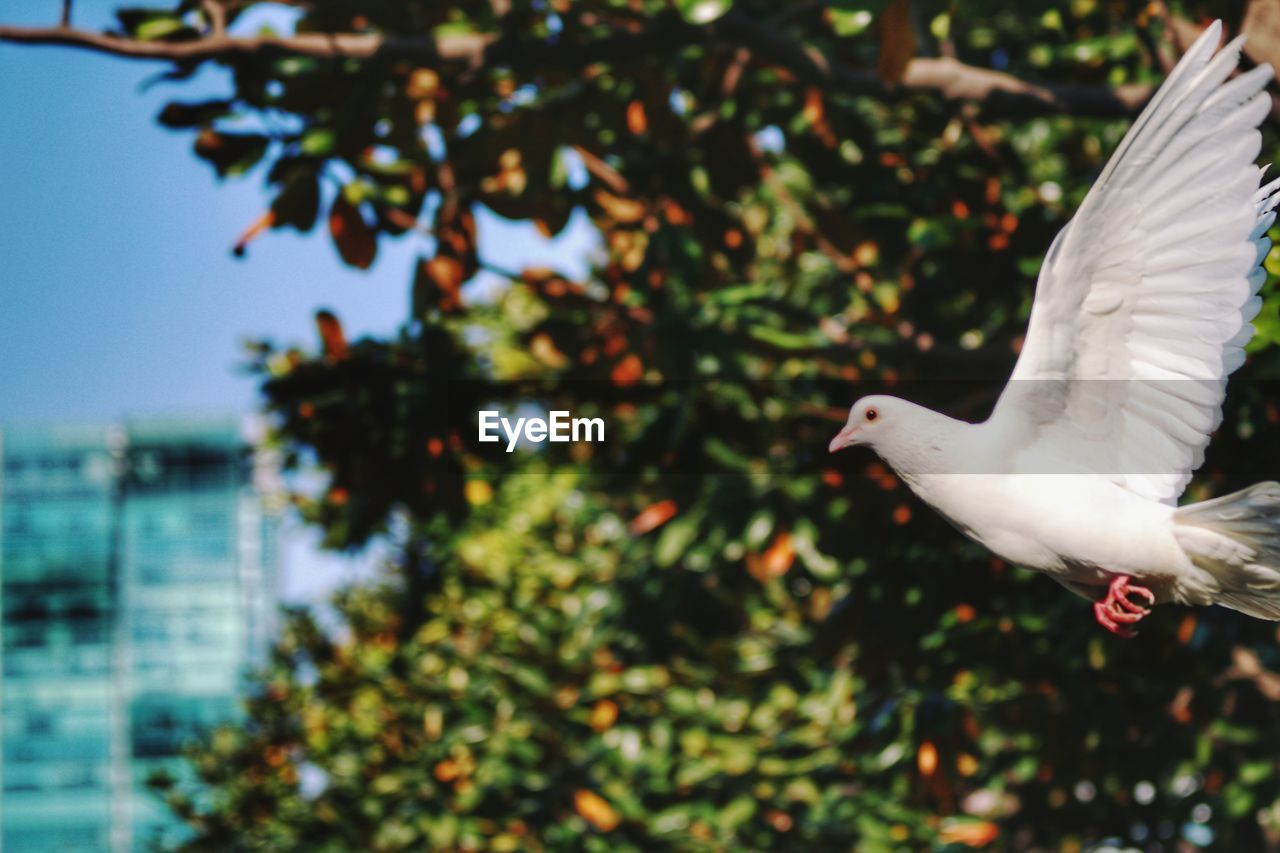 CLOSE-UP OF BIRD FLYING AGAINST TREE