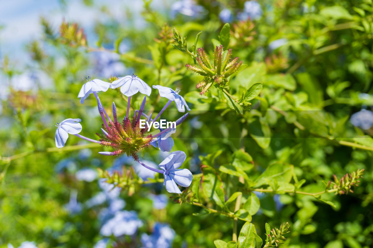 Close-up of flowers blooming outdoors