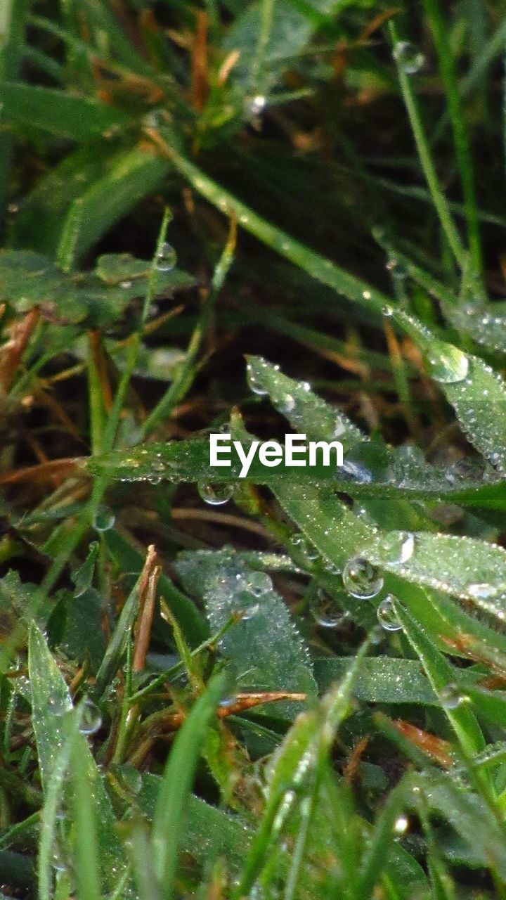 CLOSE-UP OF WET GRASS ON FIELD