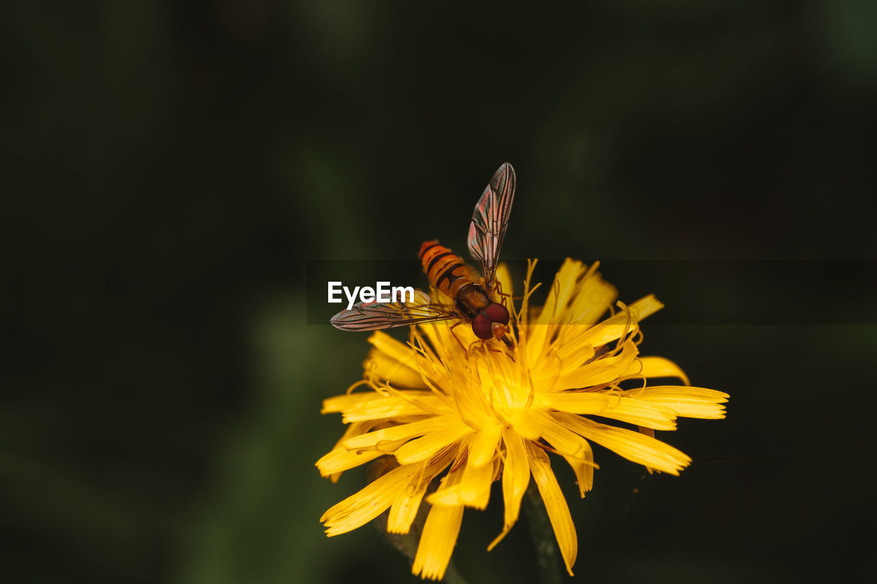 CLOSE-UP OF BUTTERFLY POLLINATING FLOWER