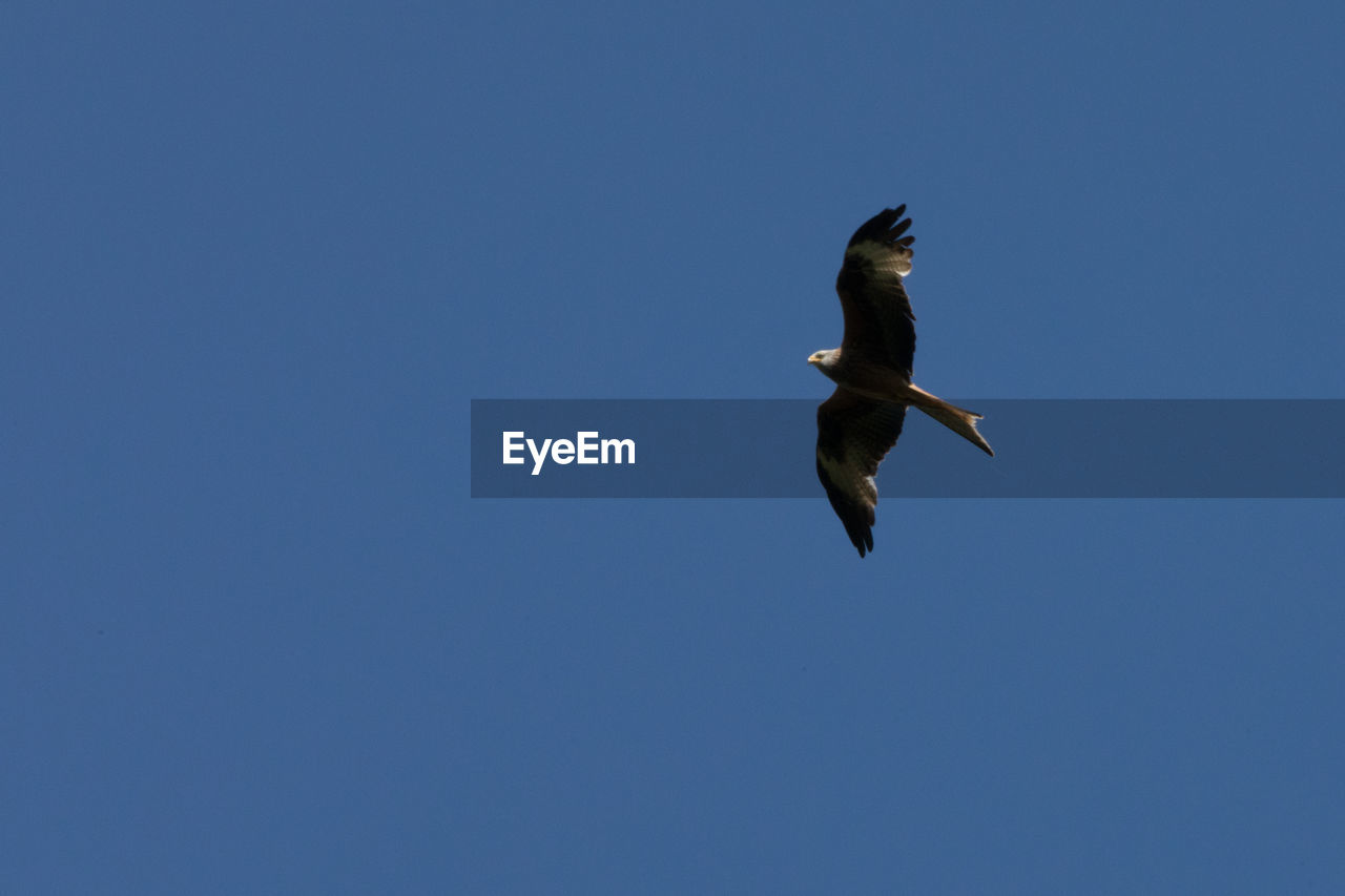 Low angle view of red kite flying