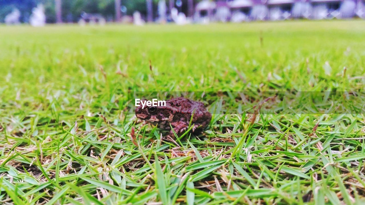 Frog on grassy field