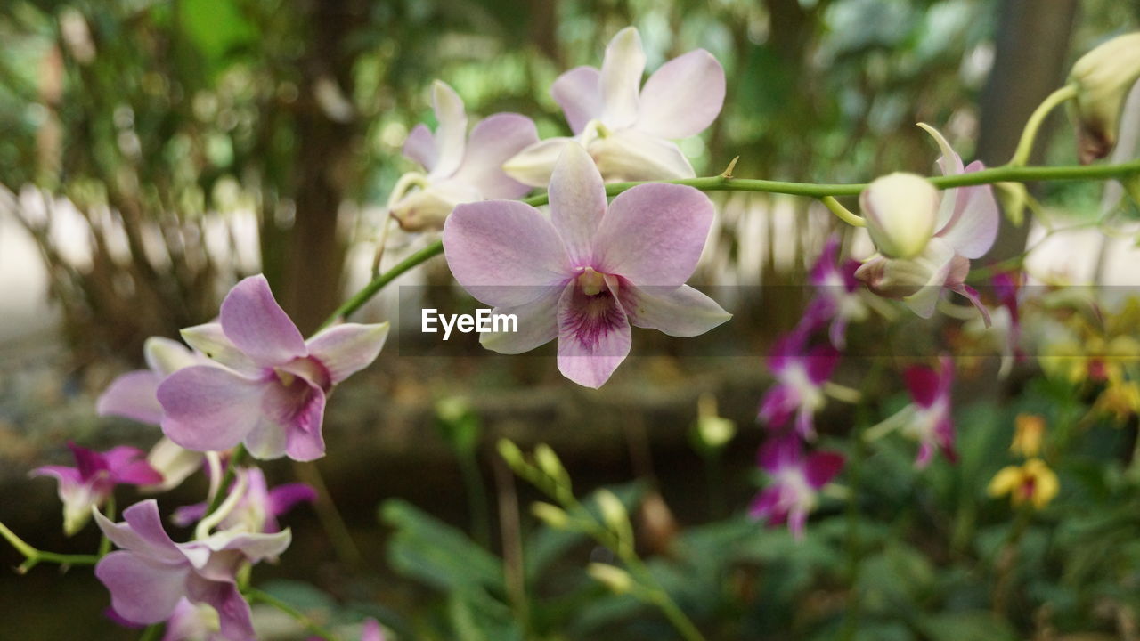 CLOSE-UP OF PURPLE FLOWERING PLANT