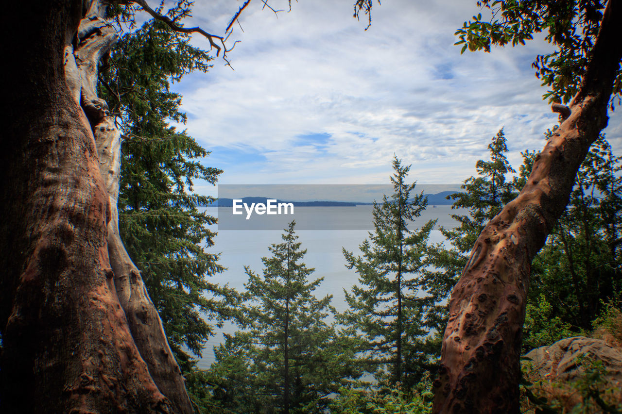 PINE TREE IN FOREST