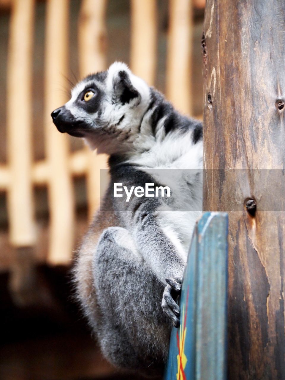 Close-up of a lemur looking away