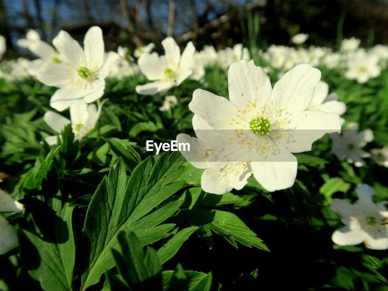 CLOSE-UP OF WHITE FLOWERS