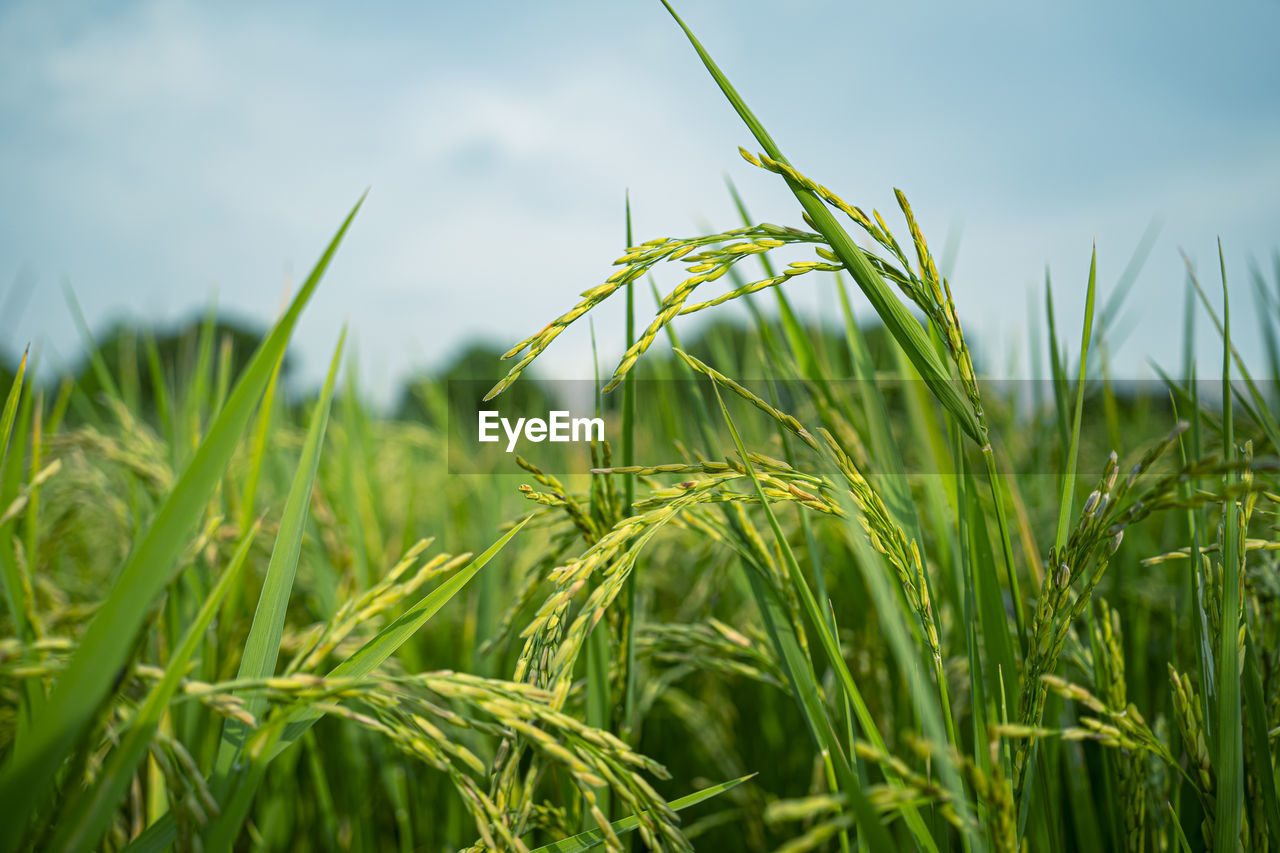 Close-up of crops growing on field against sky