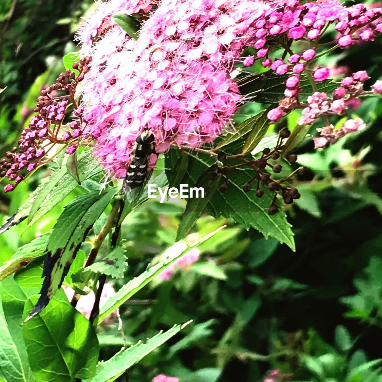 CLOSE-UP OF PURPLE FLOWERS ON TREE