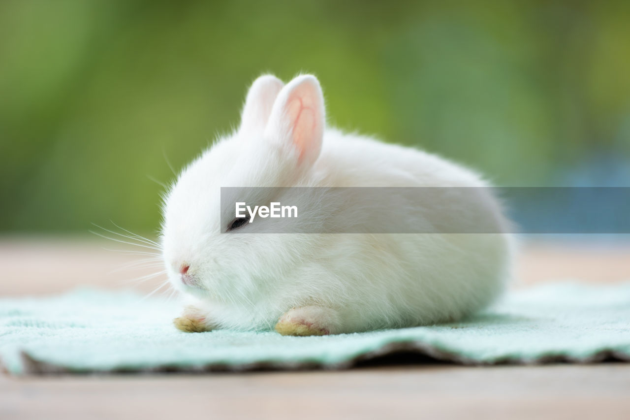 Cute white baby rabbit sitting on cloth. friendship with cute easter bunny.