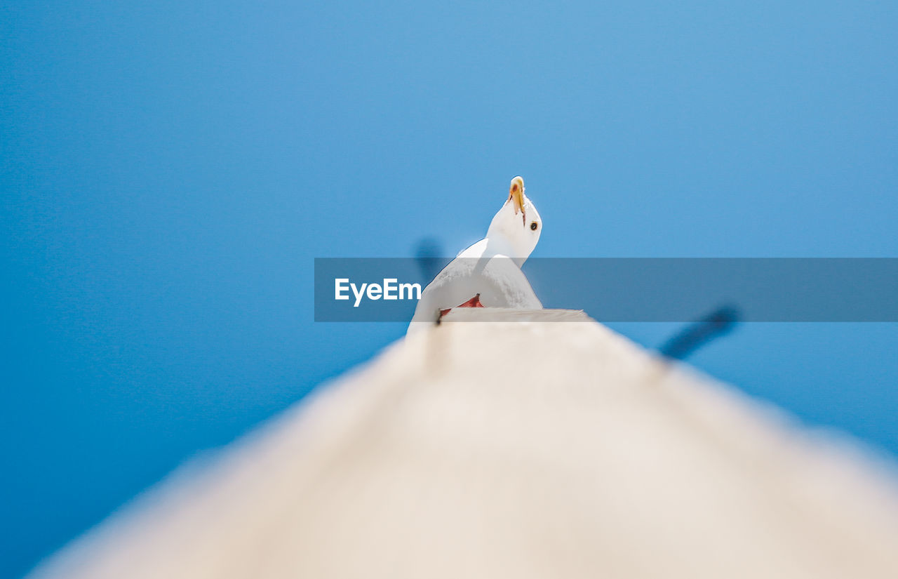 Low angle view of seagull perching against clear blue sky