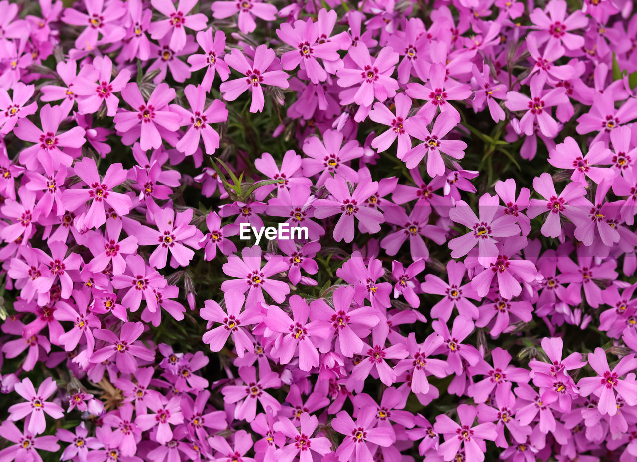 plant, flower, flowering plant, beauty in nature, full frame, freshness, pink, backgrounds, growth, fragility, no people, nature, day, petal, high angle view, close-up, flower head, inflorescence, abundance, outdoors, directly above, shrub, botany, field