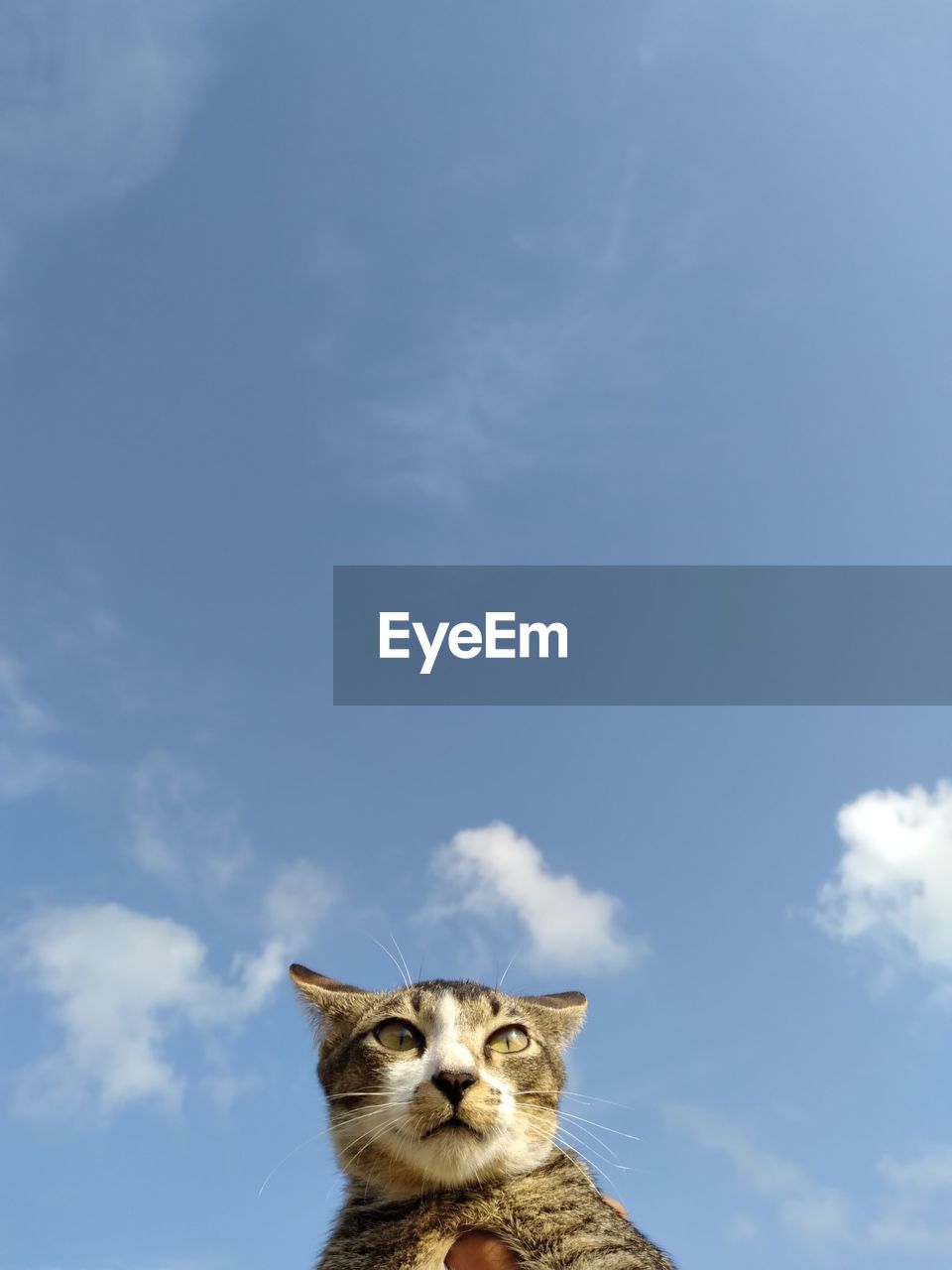 Portrait of cat against sky