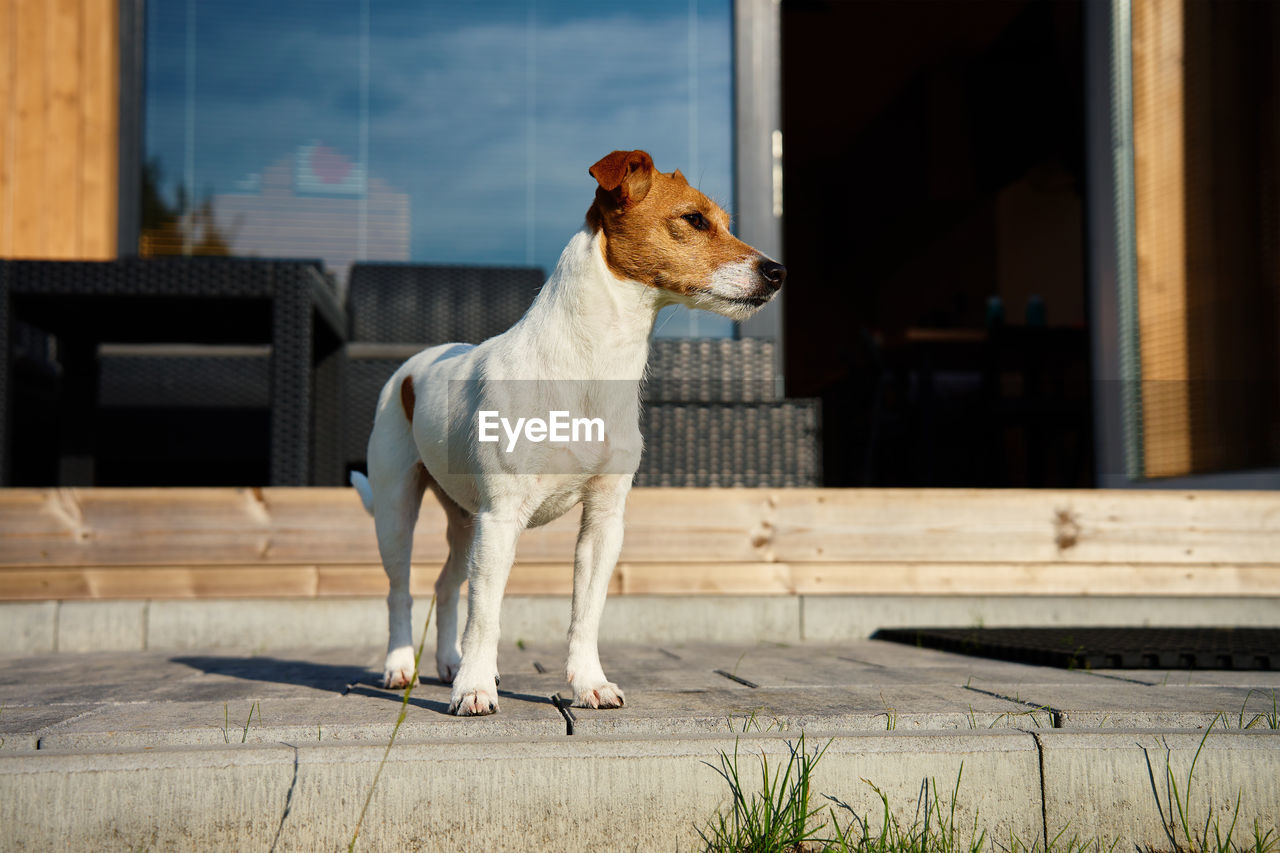 Cute small dog on front yard near suburban house at summer day