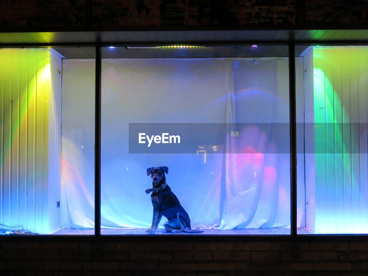 Dog statue in illuminated store window