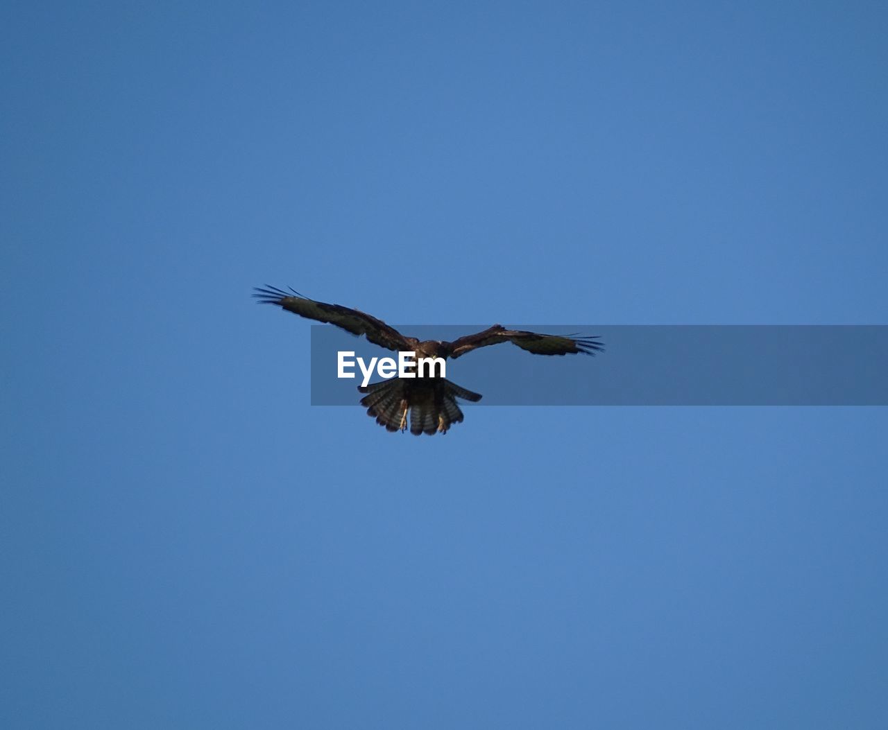 LOW ANGLE VIEW OF EAGLE FLYING AGAINST CLEAR SKY