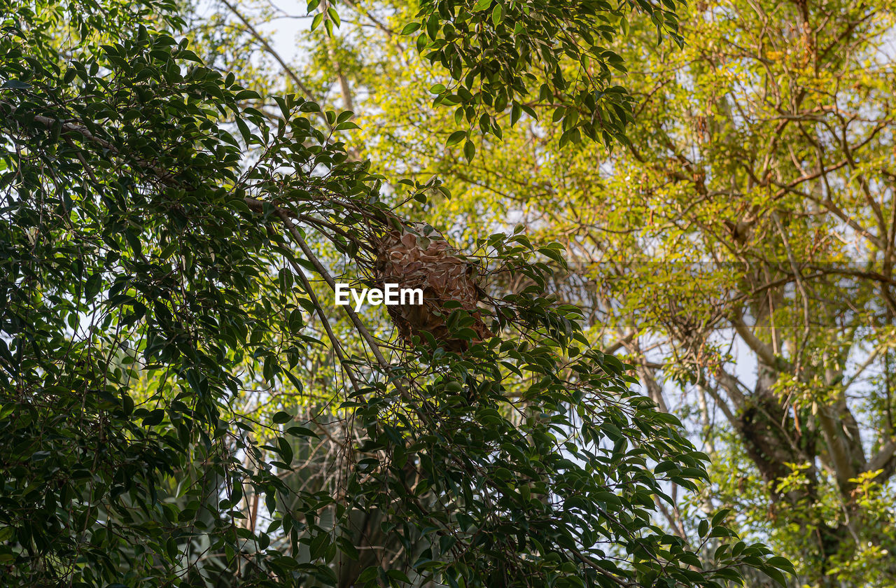 LOW ANGLE VIEW OF TREES AGAINST SKY